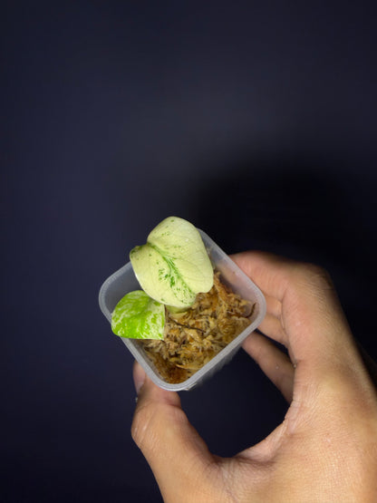 Monstera ‘White monster’