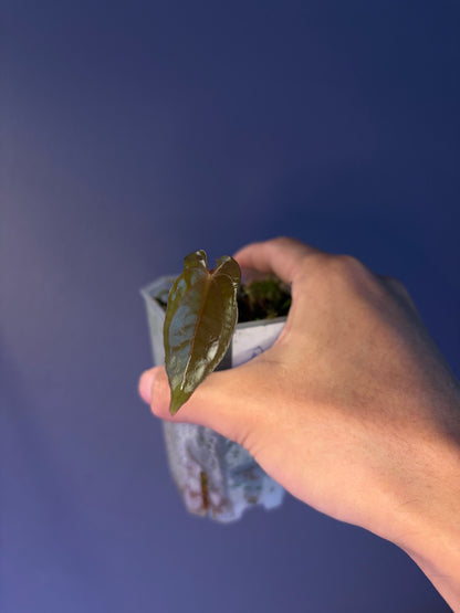 Anthurium dressleri RG × ‘Red Vein Dark Phoenix (RVDP)’