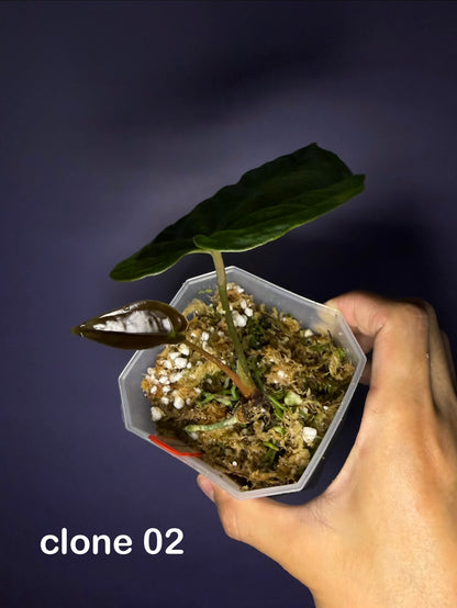 Anthurium papillilaminum RA6 - clone