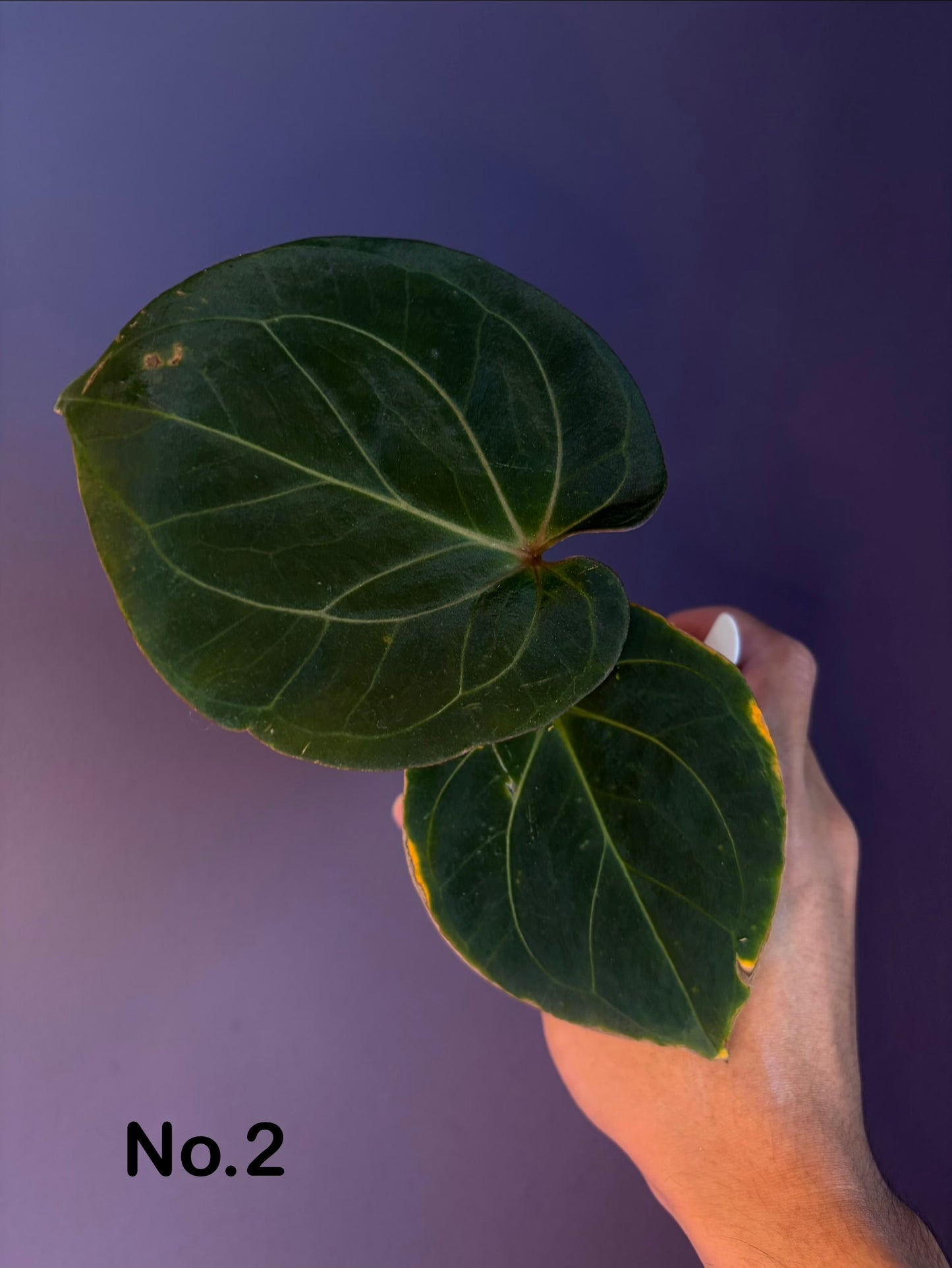 Anthurium King of Spades (KOS) HU