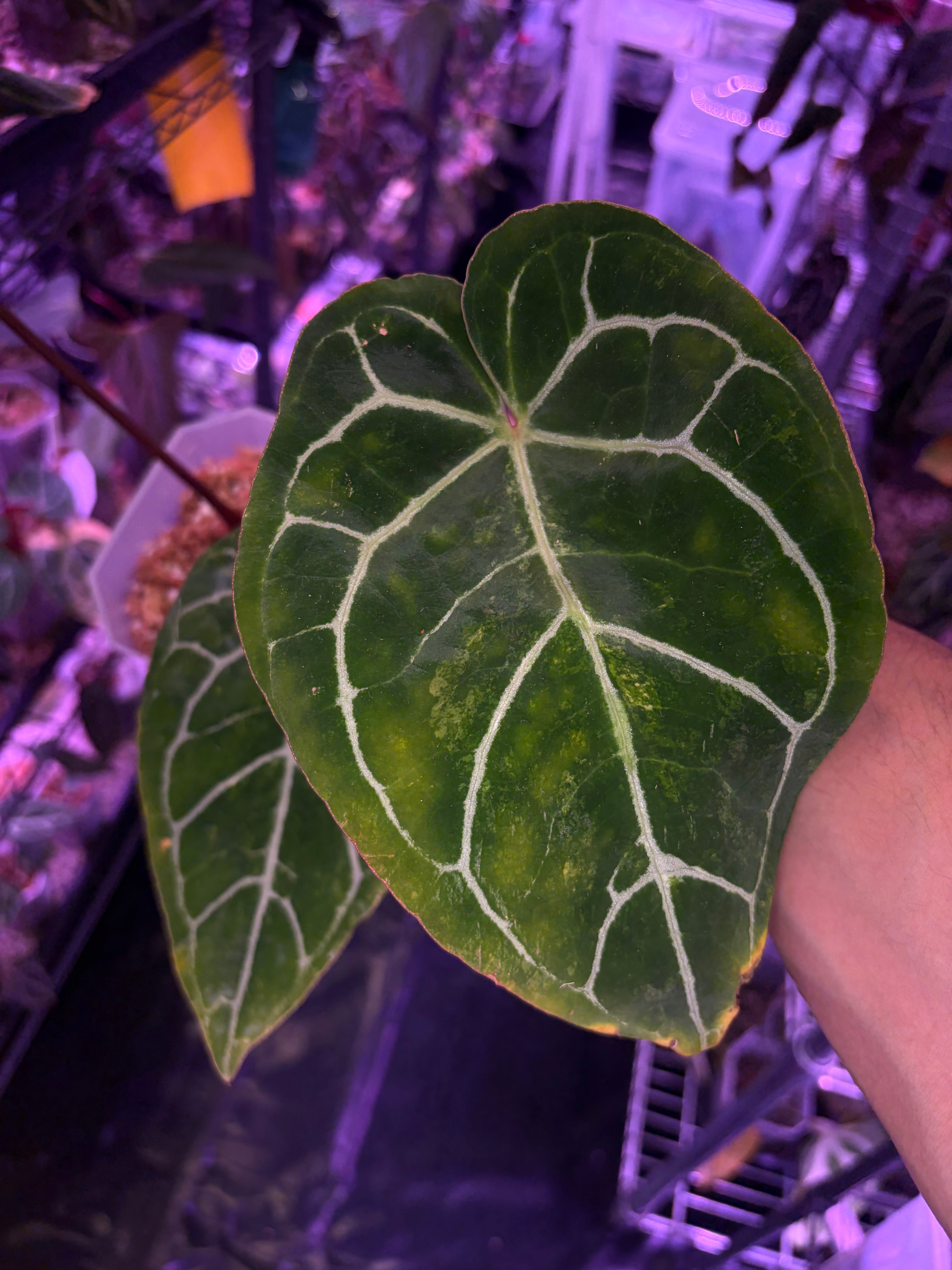 Anthurium crystallinum hybrid variegata – Secret Foliage