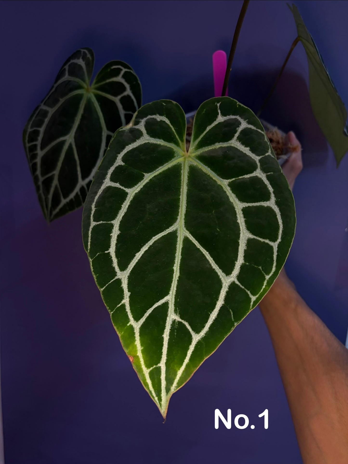 Anthurium crystallinum - selected