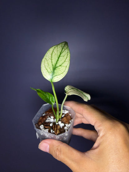 Monstera ‘White monster’
