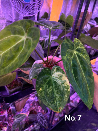 Anthurium papillilaminum var. × carlablackiae