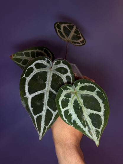 Anthurium SKG ‘Pink lemonade’ × Red crystallinum - clone