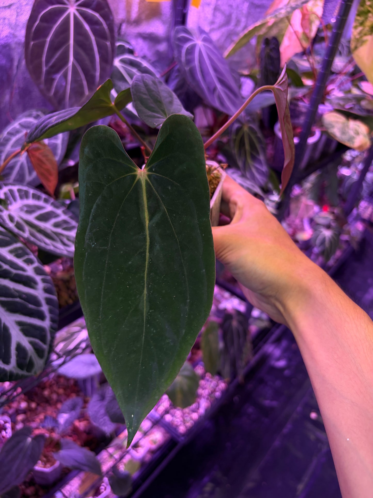 Anthurium (papillilaminum ‘Ree Gardens’ × Eastern Dressleri) × antolakii (Tezula)