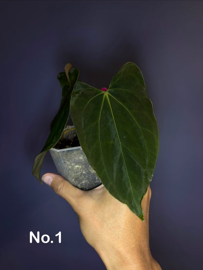 Anthurium papillilaminum ‘Ralph Lynam’ OG Clone