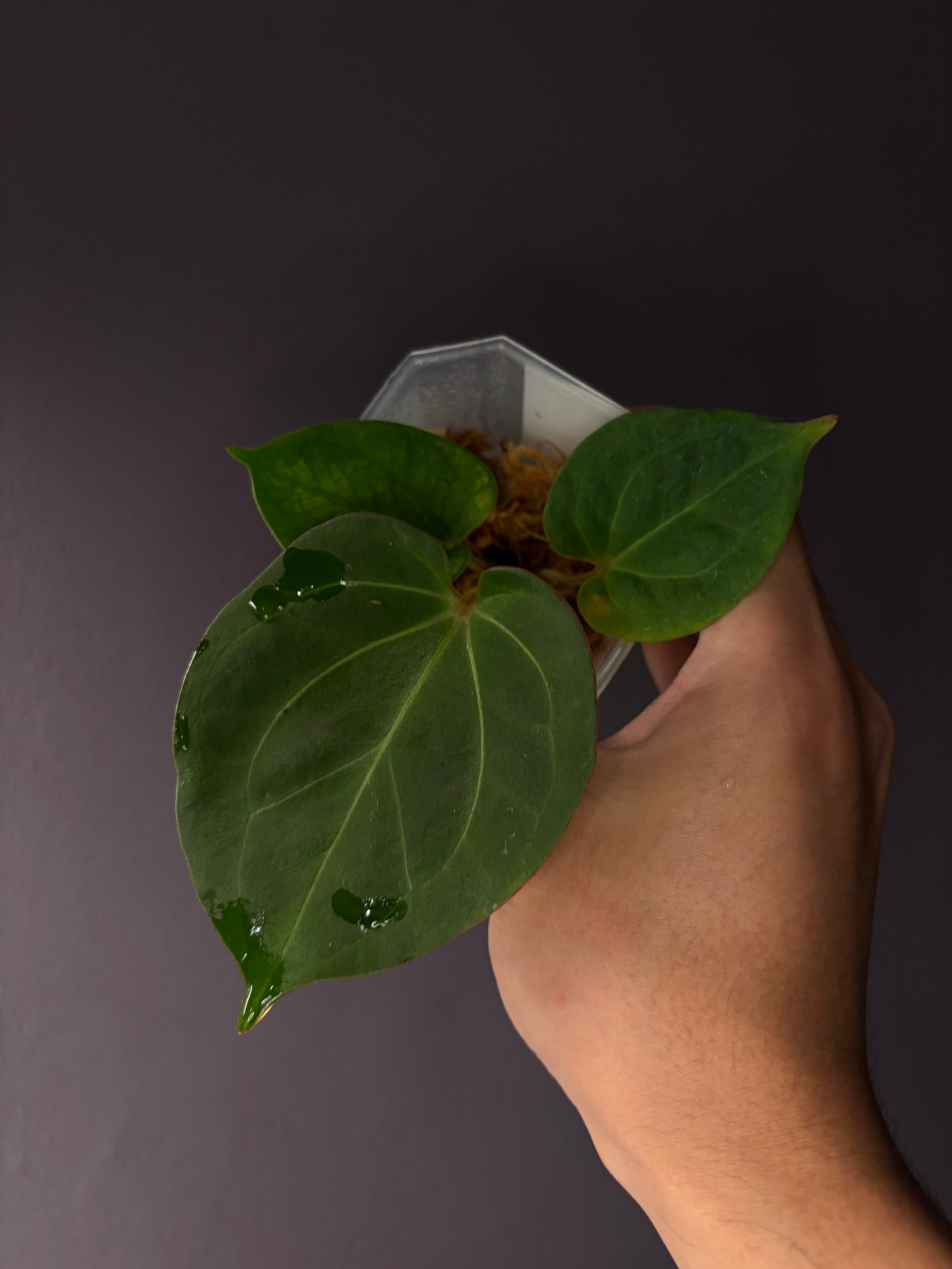 Anthurium King of Spades (KOS) HU – Secret Foliage