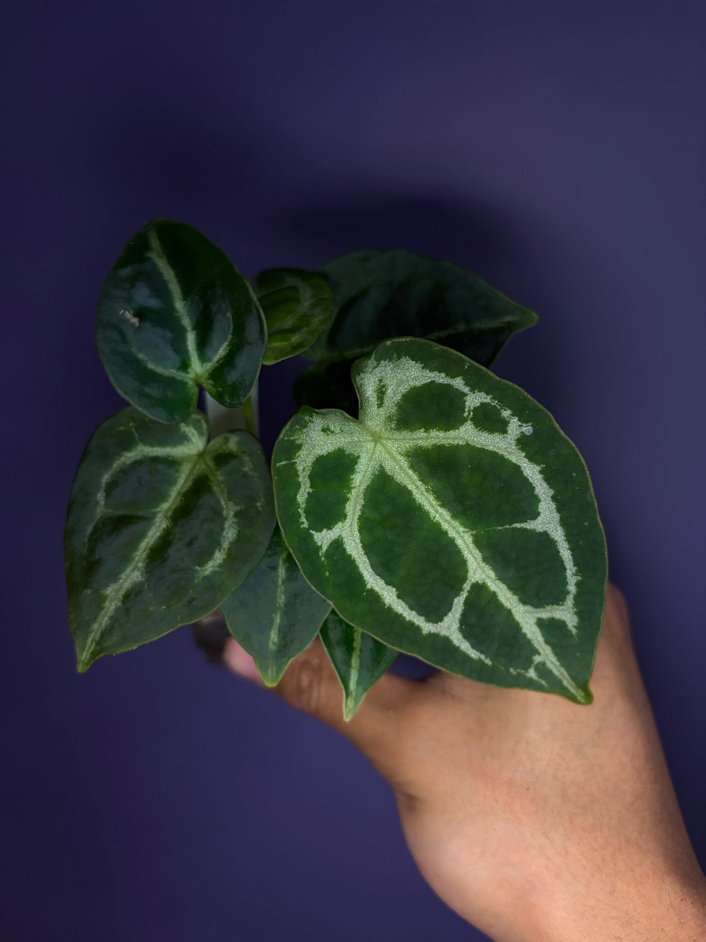 Anthurium Forgetii ‘silver’