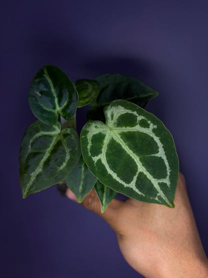 Anthurium Forgetii ‘silver’