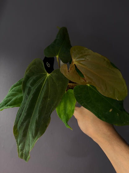 Anthurium ‘Midnight Velvet’ × antolakii ‘Tezula’