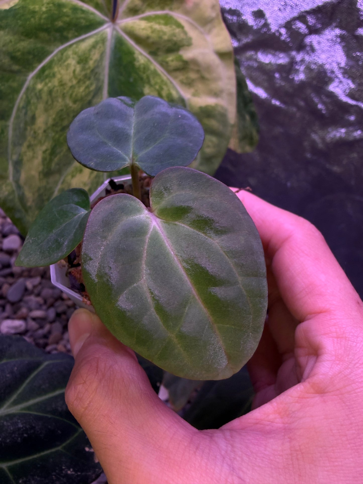 Anthurium Carlablackiae RA13 × BVEP OG1