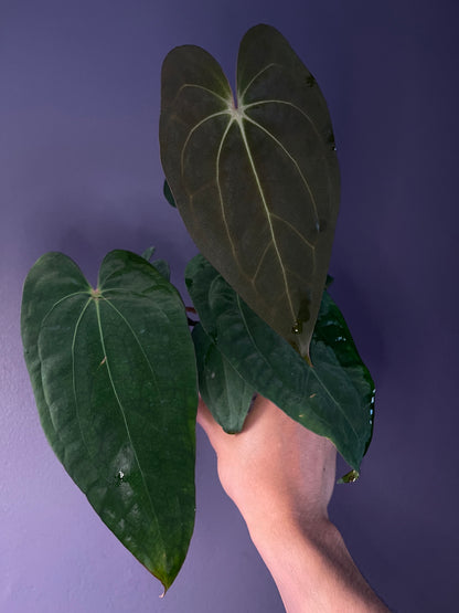 Anthurium Carlablackiae × ‘Red Vein Dark Phoenix’