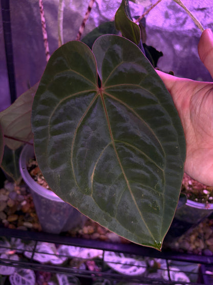 Anthurium hoffmannii ‘Bloodmoon’