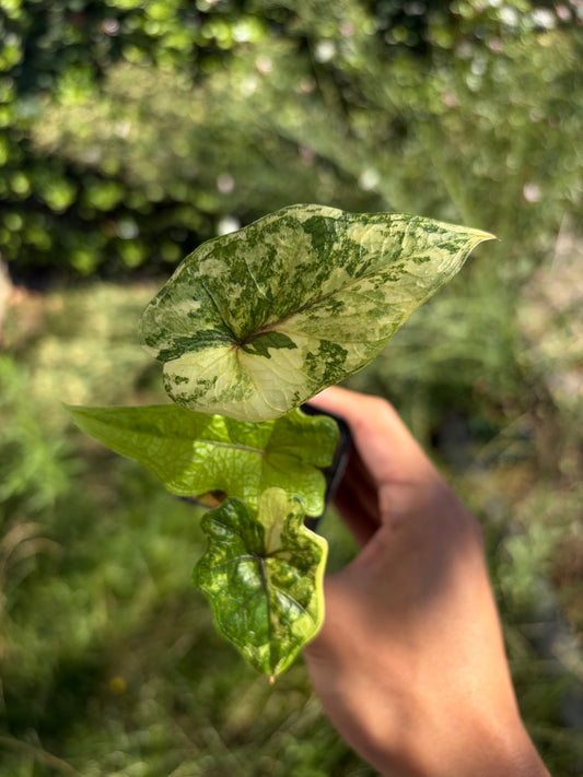 Alocasia Jacklyn variegata