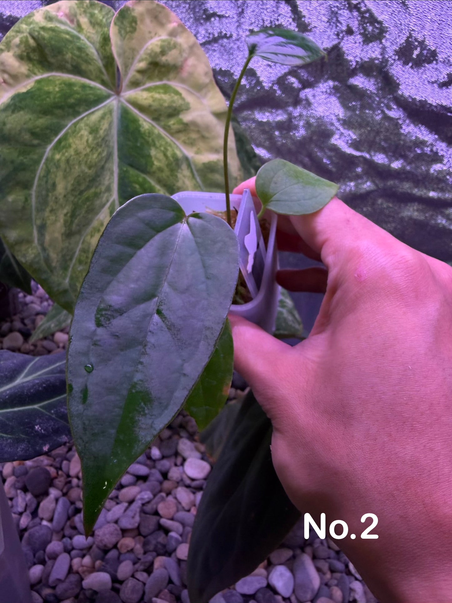 Anthurium rioclarense wild hybrid × Pap ‘RL × FS’ ‘Rouge’