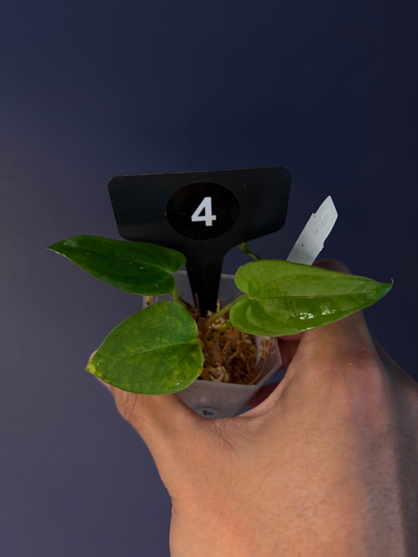 Anthurium ‘RVDP’ × (portillae ‘NSE’ × papillilaminum ‘FS’)