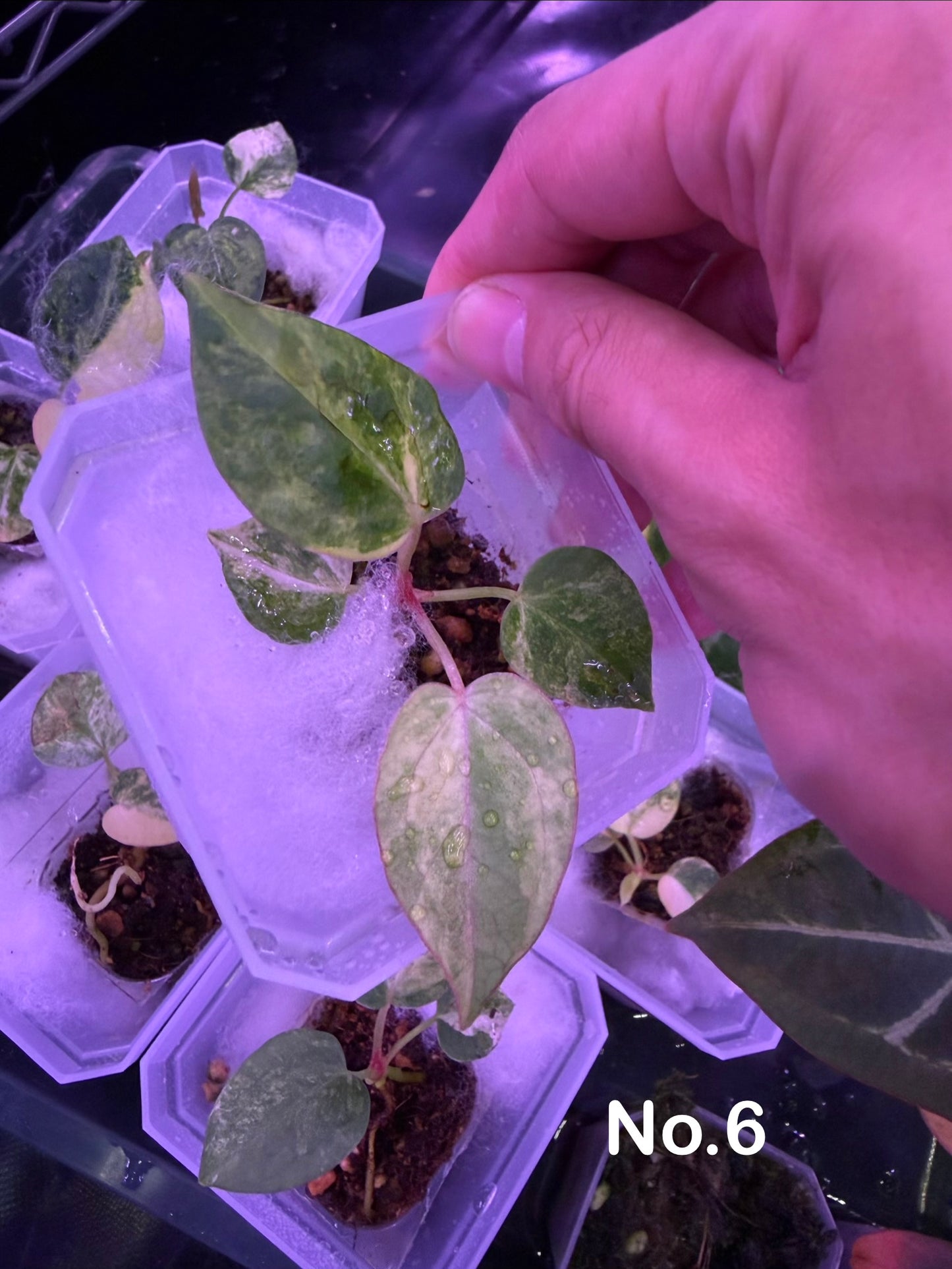 Anthurium papillilaminum var. × (‘Red Crystallinum’ [Tezula] × ‘Zara’)