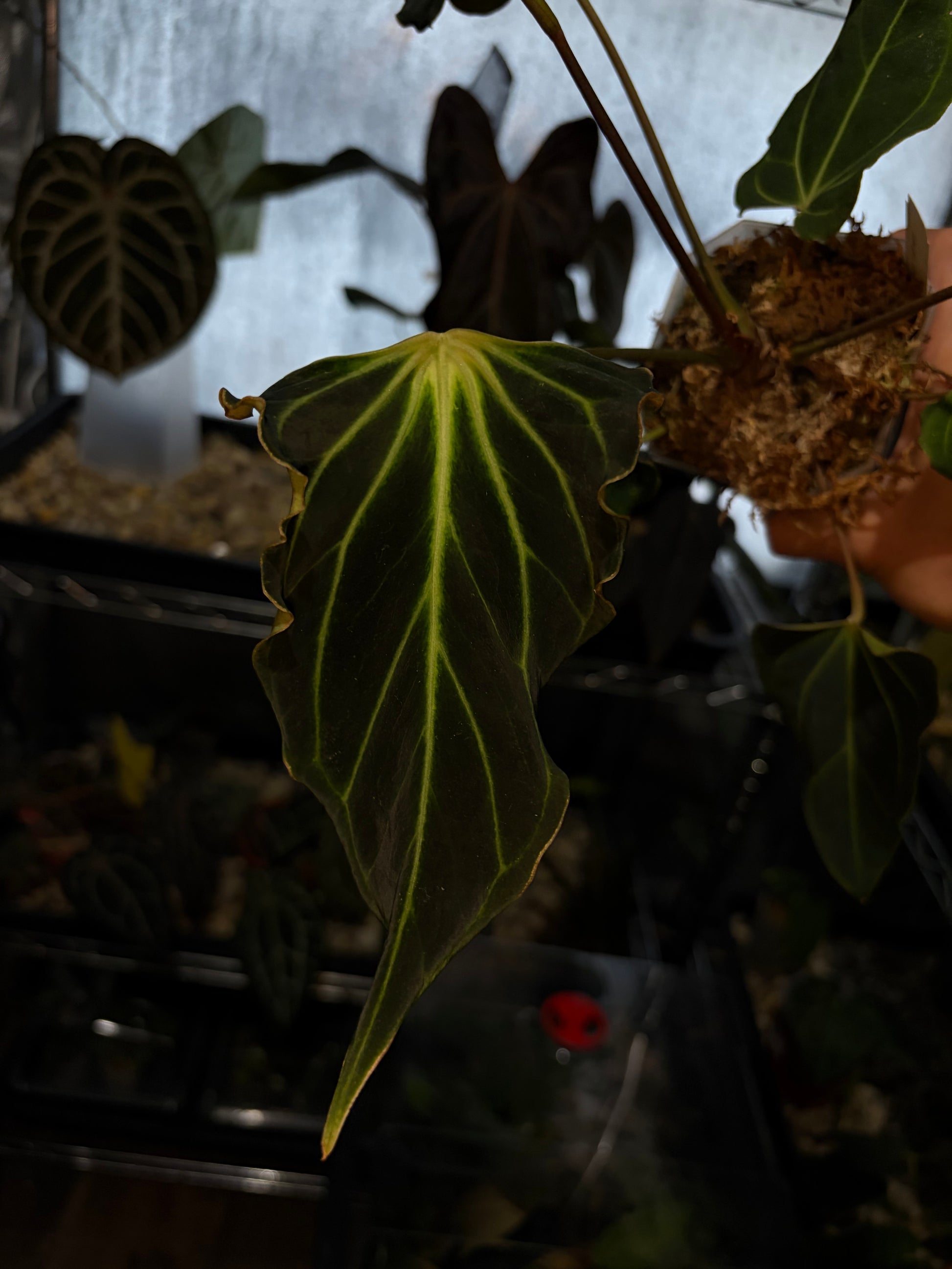 anthurium besseae for sale Anthurium besseae aff. #2 'Fledermaus' – Secret Foliage