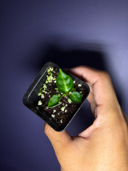 ‘Silver boogie’ × Crystallinum (‘black’ × ‘red’) #5