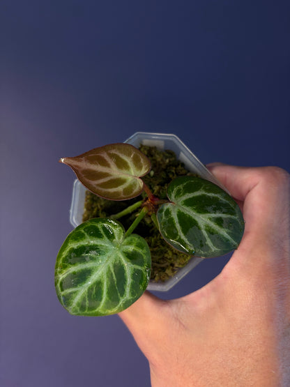 Anthurium ‘Silver purple’