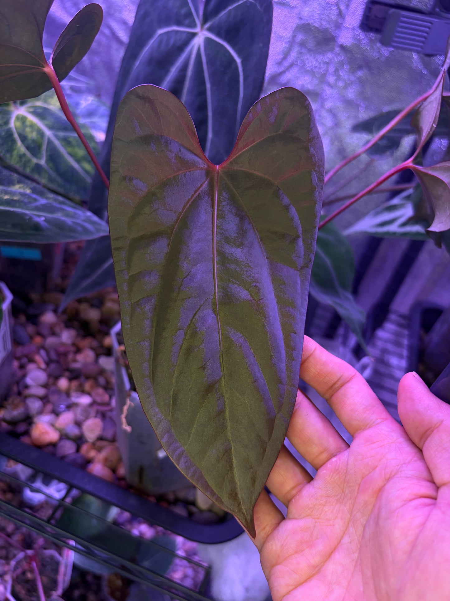 Anthurium Sp Napo × ‘Red Vein Dark Phoenix (RVDP)’
