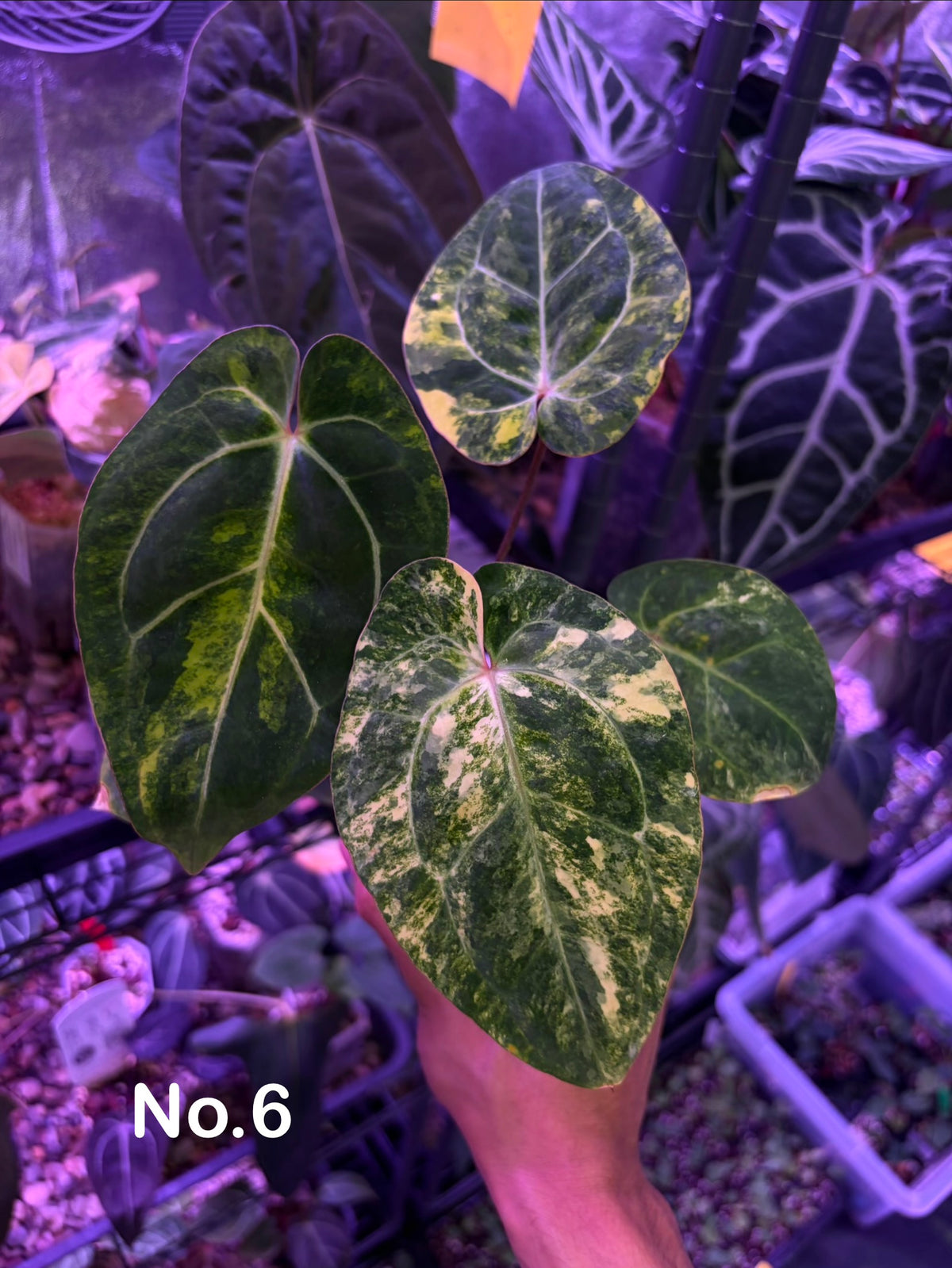 Anthurium papillilaminum var. × carlablackiae