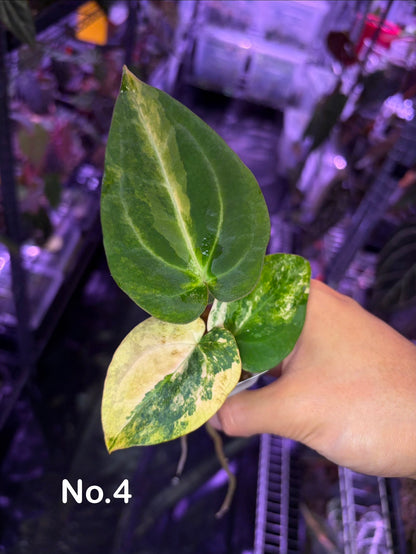 Anthurium papillilaminum var. × carlablackiae