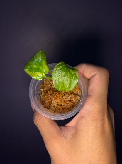 Monstera King Electro Light