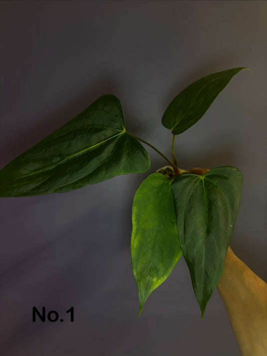 Anthurium portillae ‘NSE’ × ‘Indo portillae’