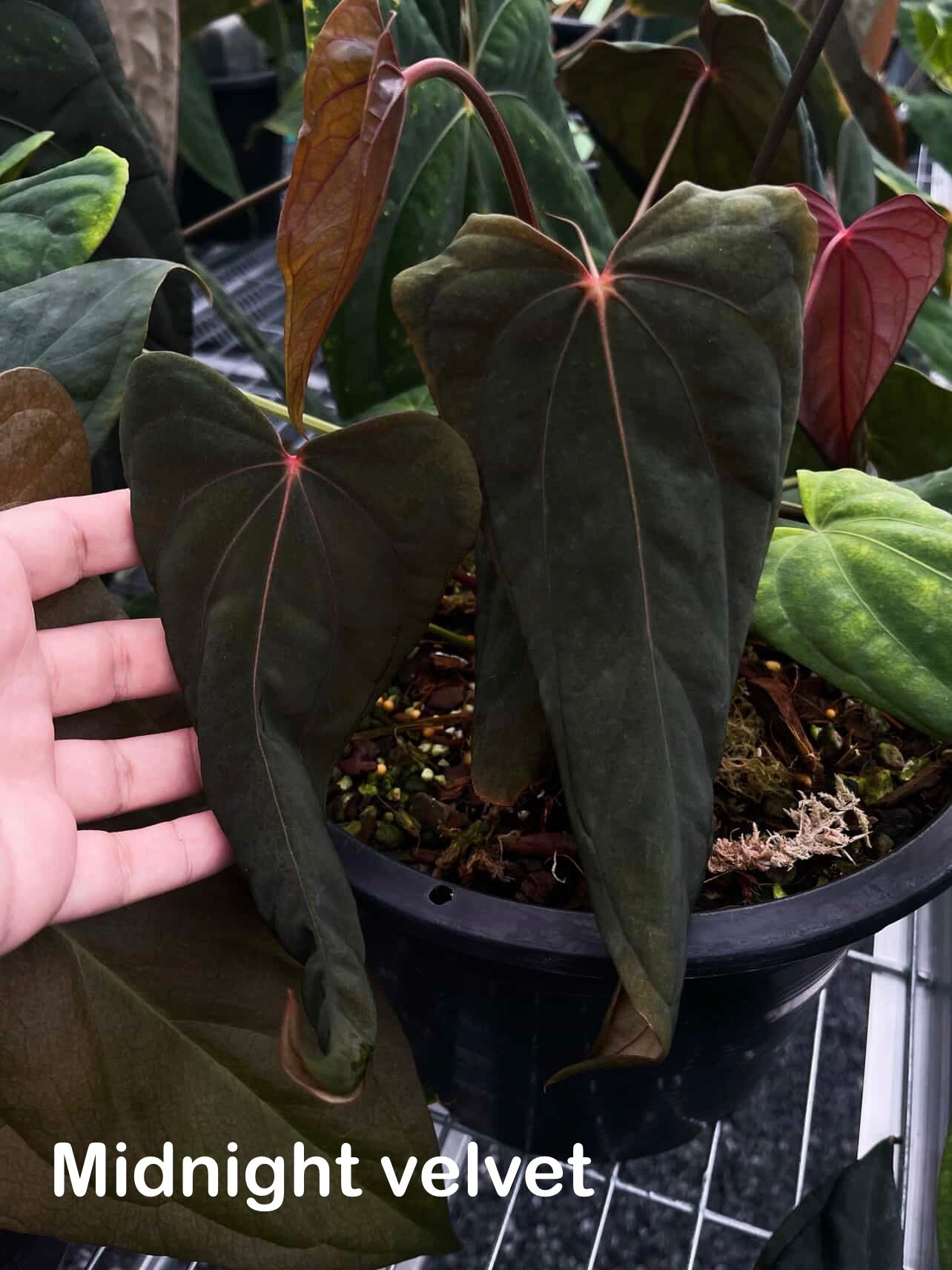 Anthurium ‘Midnight Velvet’ × antolakii ‘Tezula’