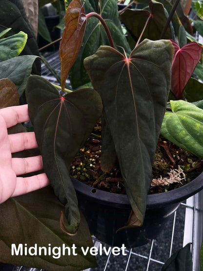 Anthurium ‘Midnight Velvet’ × antolakii ‘Tezula’