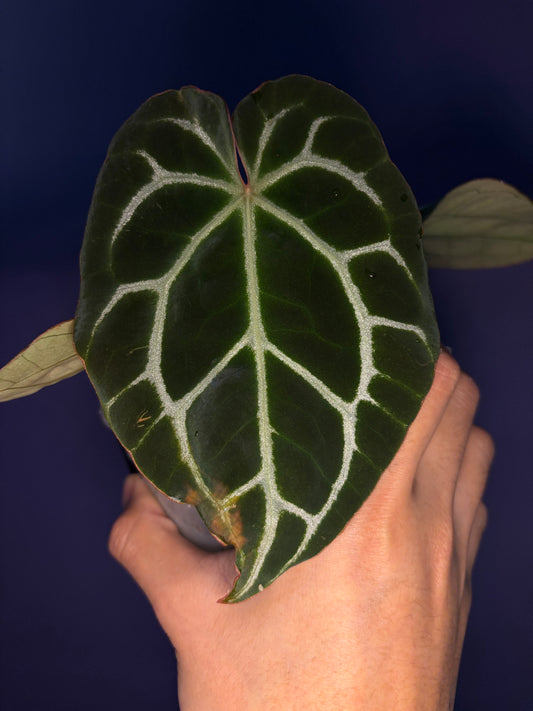 Pre-sale: Anthurium ‘Chocolate’ crystallinum clone