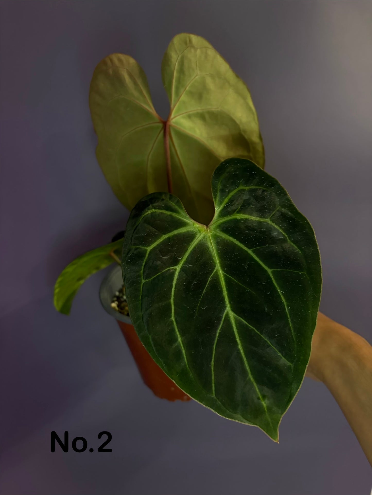 Anthurium besseae aff.