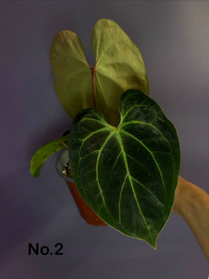 Anthurium besseae aff.