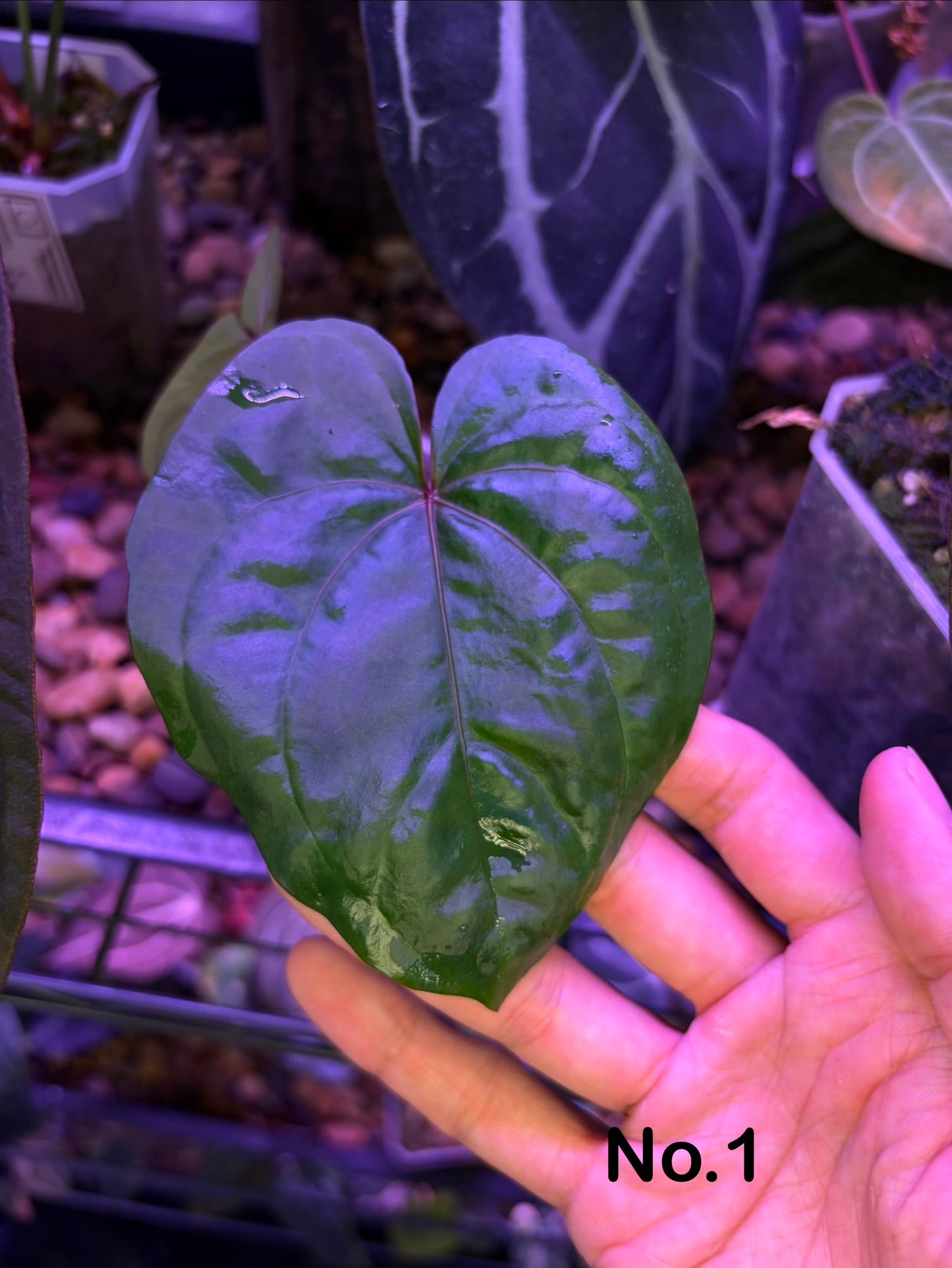 Anthurium ‘Red Vein Dark Phoenix (RVDP)’ × dressleri RG