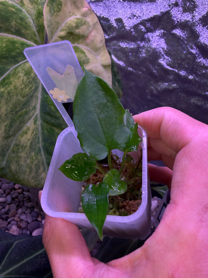 Anthurium subsignatum velvet × papillilaminum ‘Ralph Lynam’