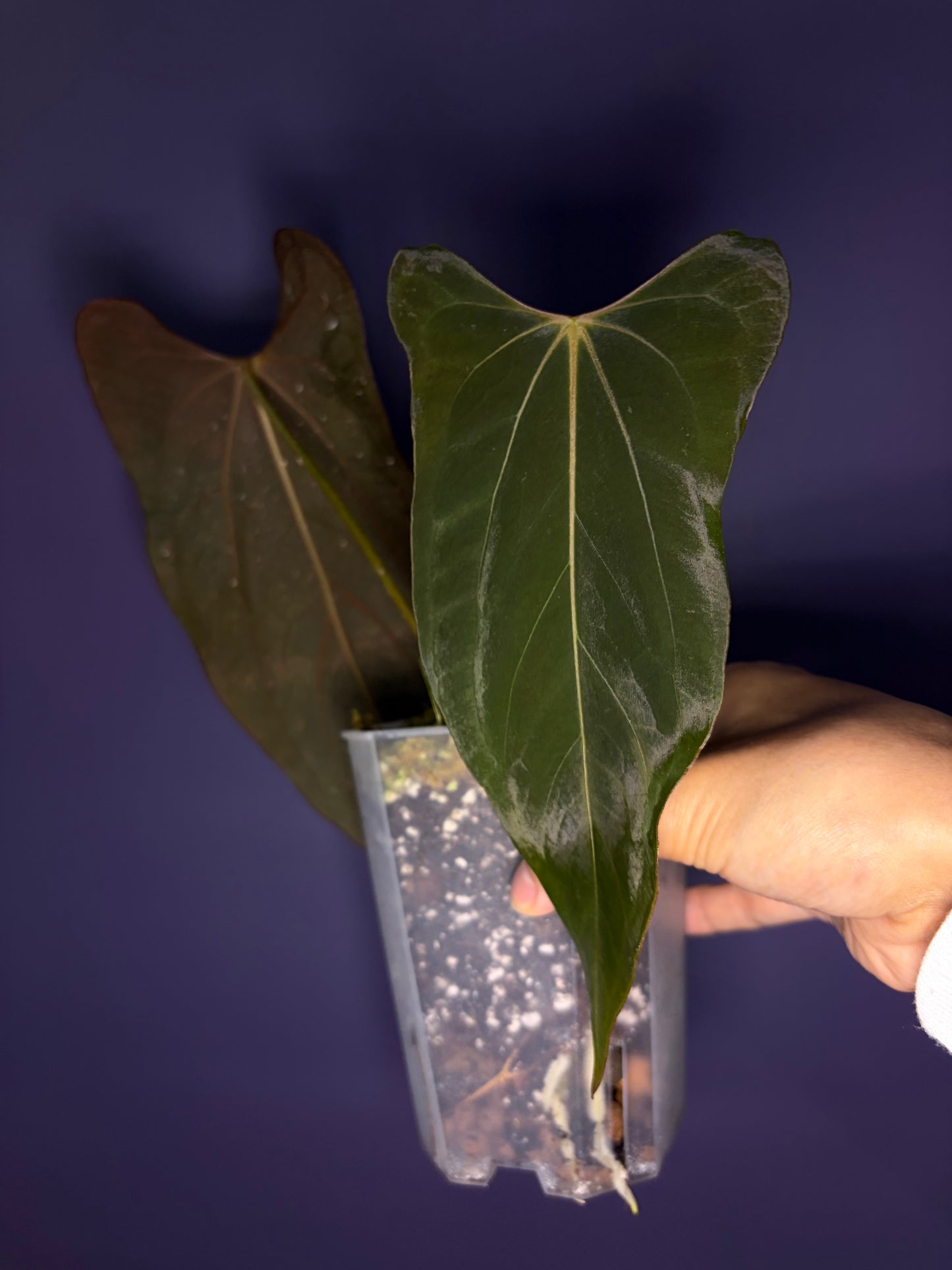 Anthurium papillilaminum ‘Ralph Lynam’ × self (selected #1)