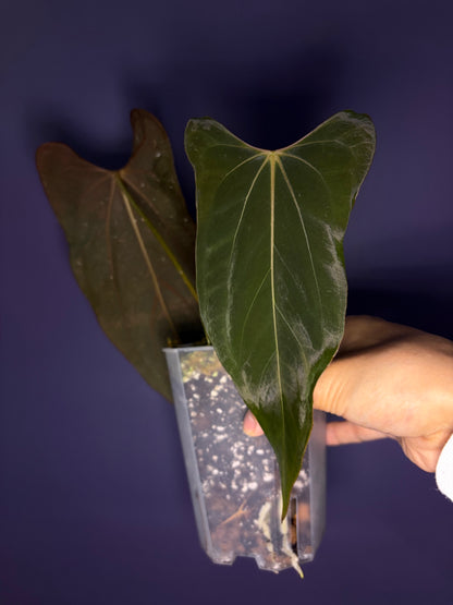 Anthurium papillilaminum ‘Ralph Lynam’ × self (selected #1)