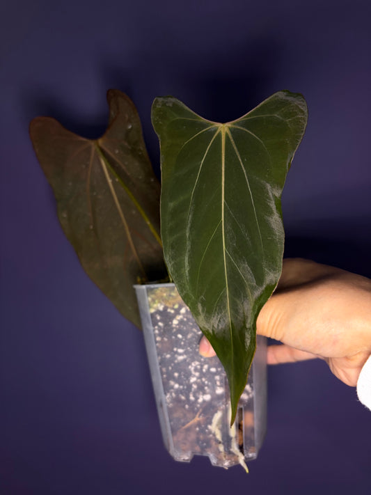 Anthurium papillilaminum ‘Ralph Lynam’ × self (selected #1)