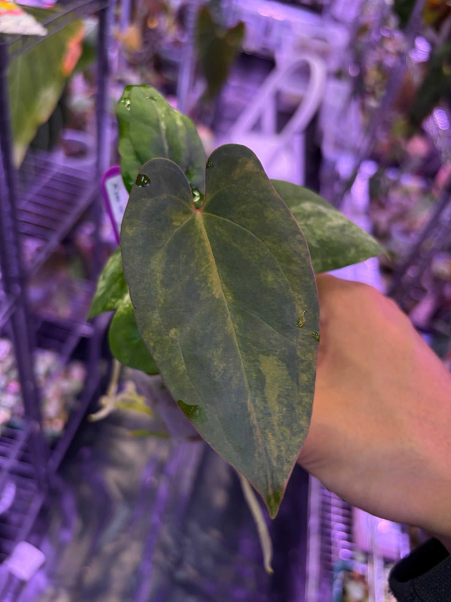 Anthurium papillilaminum var. × ‘BVEP’ [Tezula]