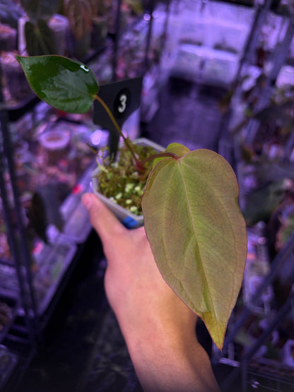 Anthurium rioclarense wild hybrid × Pap ‘RL × FS’ ‘Rouge’