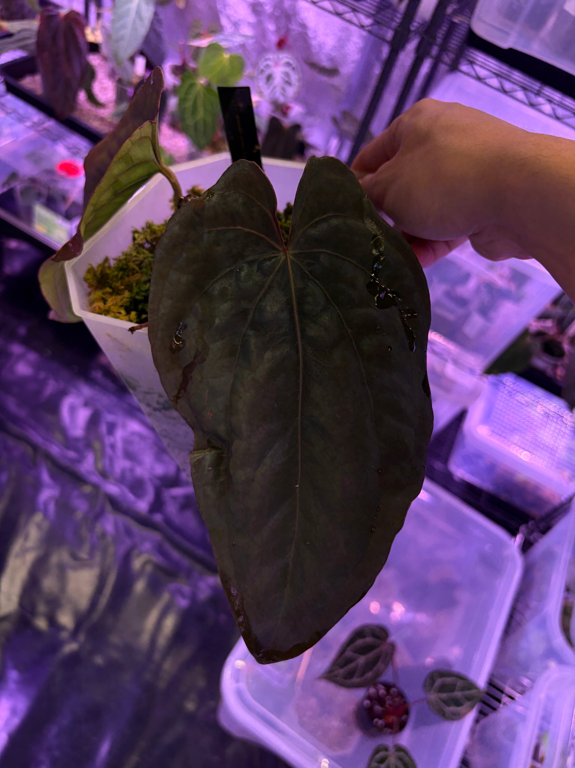 anthurium dressleri Anthurium dressleri 'Windy' S1 – Secret Foliage