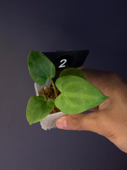 Anthurium Papi ‘Ree Gardens’ × (FS × RL)