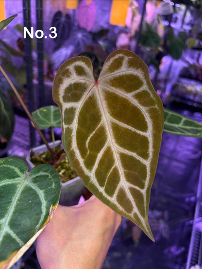 Anthurium ‘Dreamweaver’ × ‘FTG’ Crystallinum