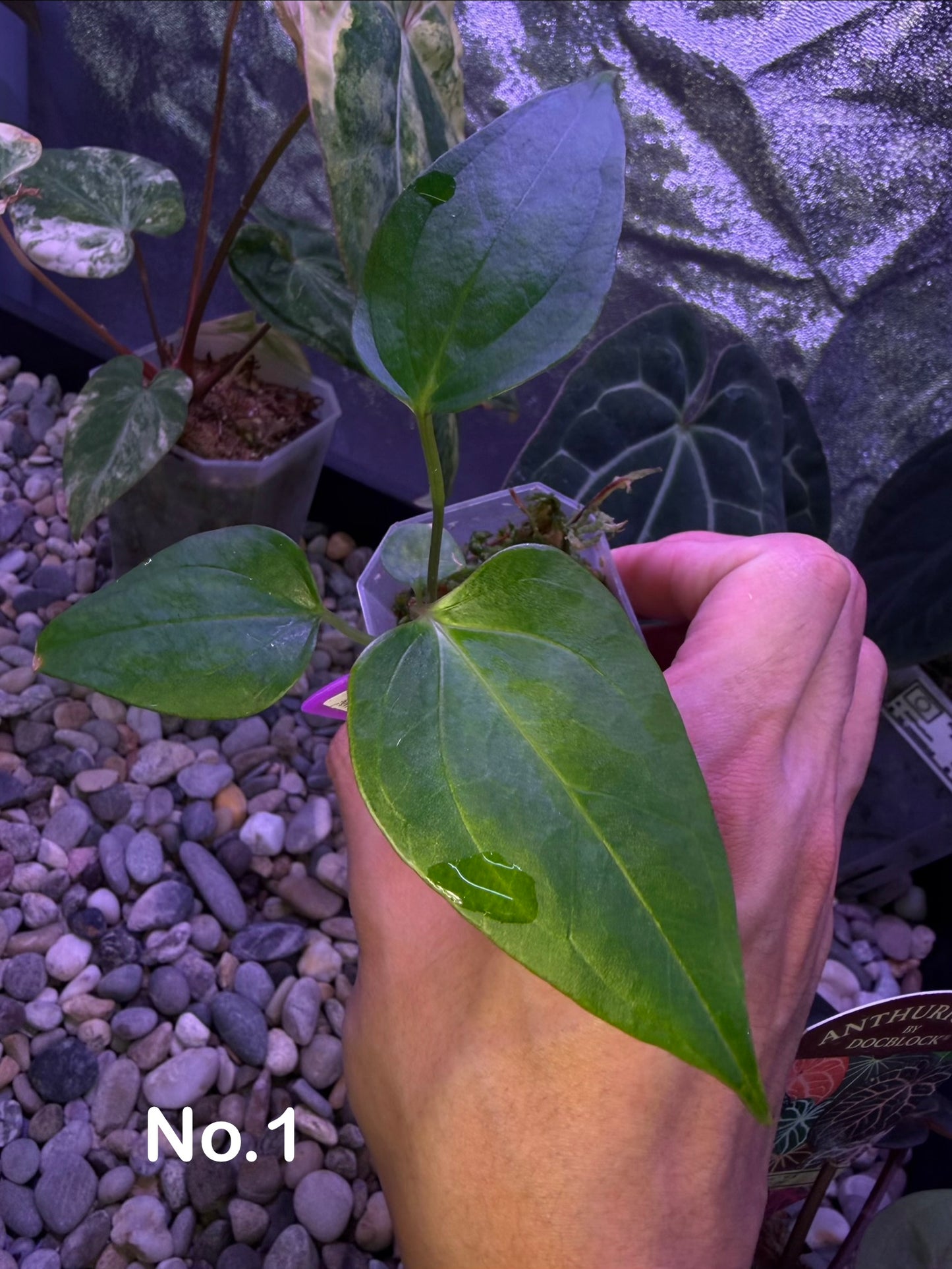 Anthurium ‘Miss Worldwide’ (portillae ‘NSE’ × ‘Indo Portillae’)