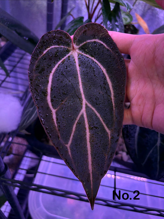 Anthurium carlablackiae (‘district’ × RA8)