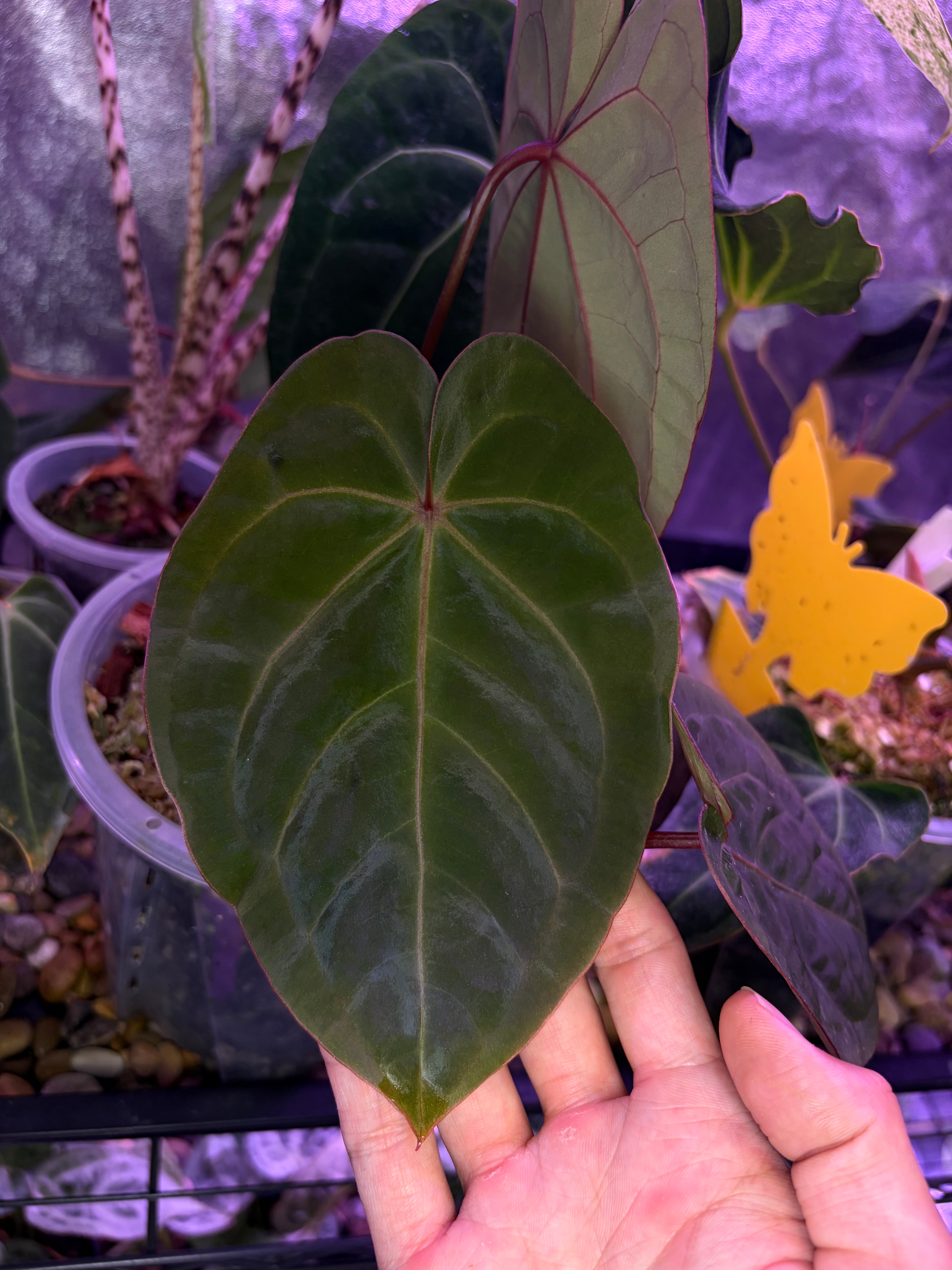Anthurium hoffmannii 'Bloodmoon' – Secret Foliage
