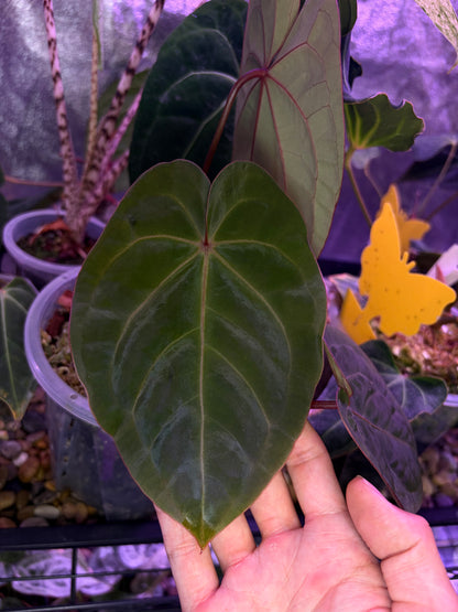 Anthurium hoffmannii ‘Bloodmoon’