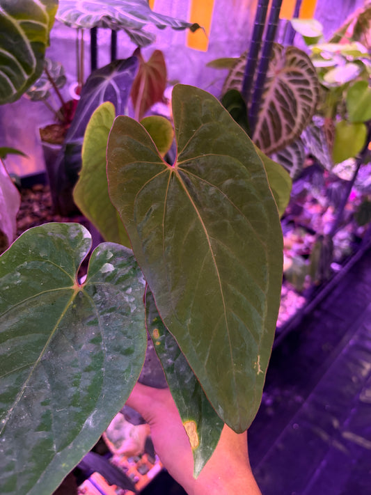 Anthurium kunayalense PM5 ×  Pap ‘Swampbunny’